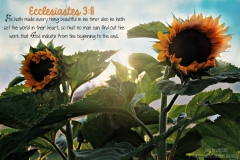 ecclesiastes-311_14971290726_o-1
