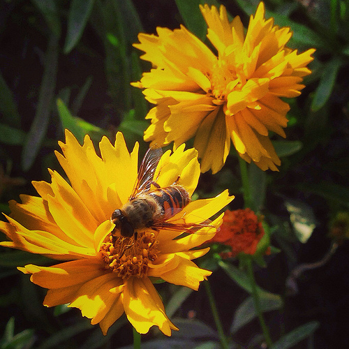 A fuzzy buzzy bee…