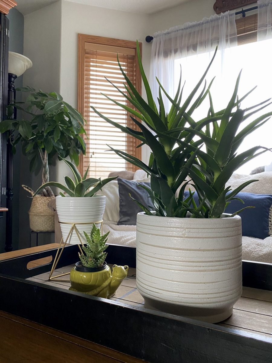 Aloe Vera & more….sharing my succulents!