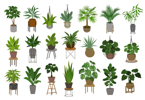 Gift ideas for the plant lover