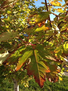 A Beautiful {Fall} Day!