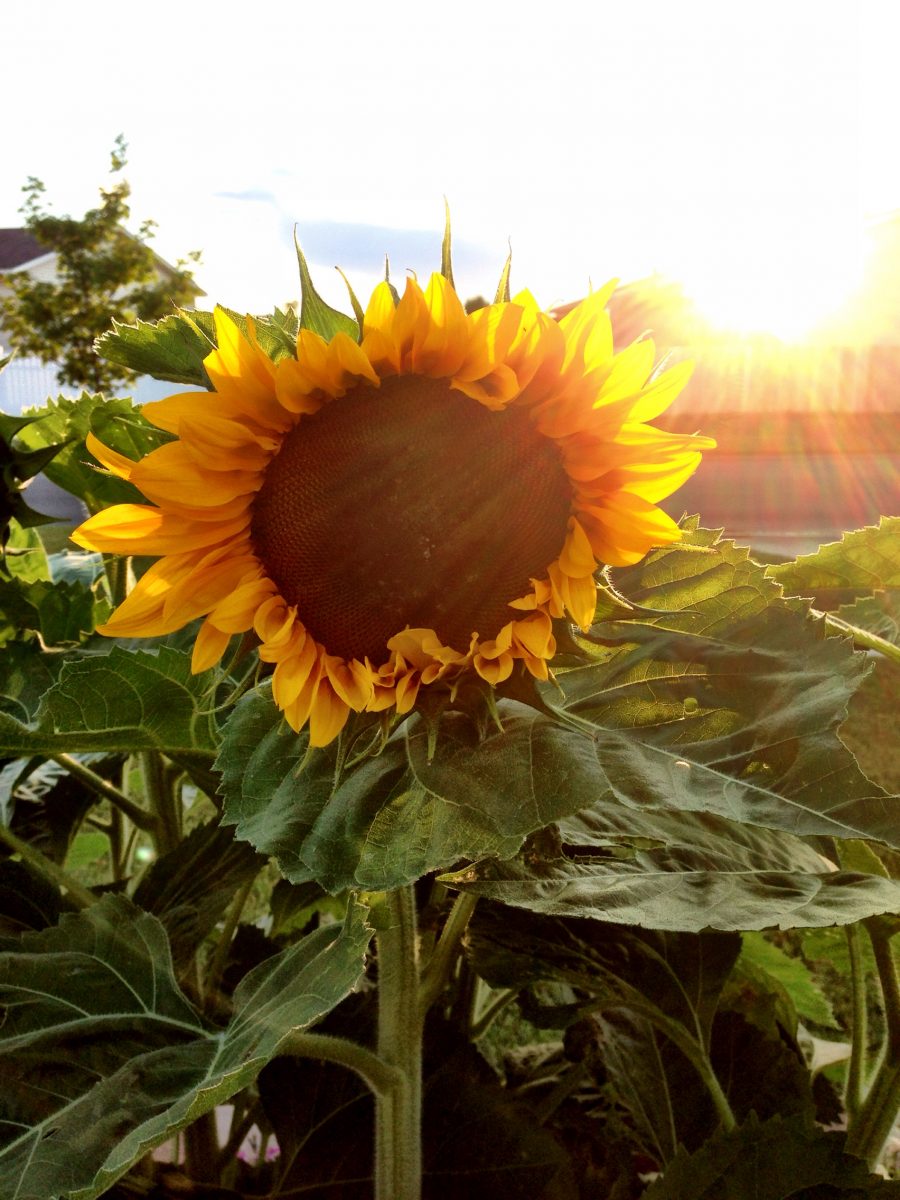 My Sunflowers