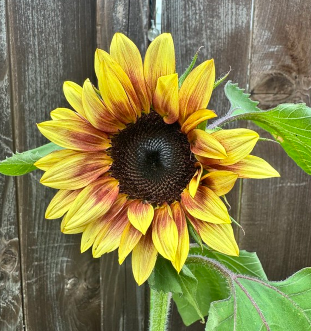 My first sunflower of the&nbsp;season